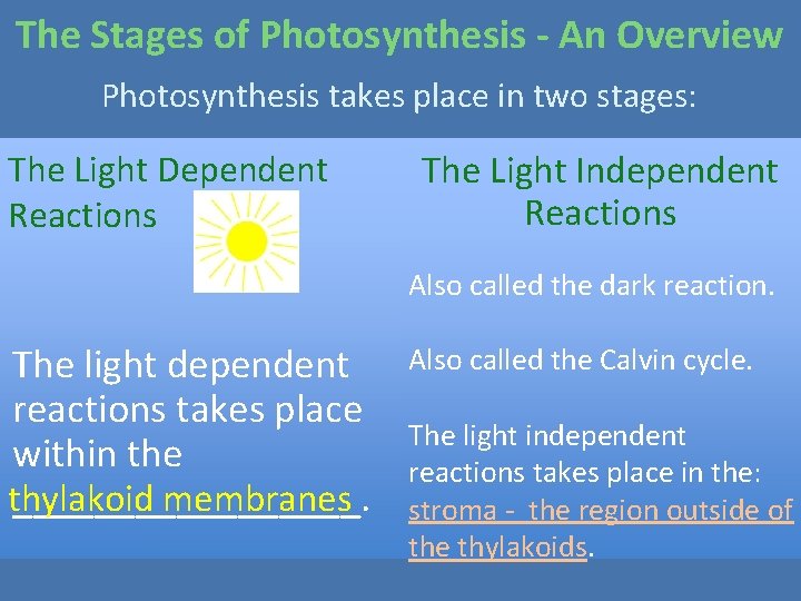 The Stages of Photosynthesis - An Overview Photosynthesis takes place in two stages: The The Stages of Photosynthesis - An Overview Photosynthesis takes place in two stages: The
