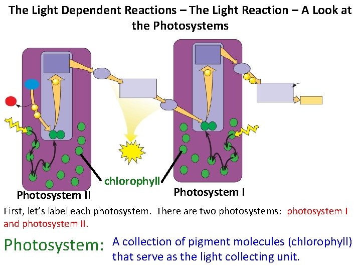 The Light Dependent Reactions – The Light Reaction – A Look at the Photosystems The Light Dependent Reactions – The Light Reaction – A Look at the Photosystems