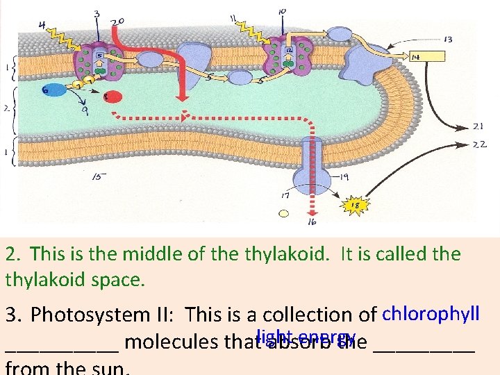2. This is the middle of the thylakoid. It is called the thylakoid space. 2. This is the middle of the thylakoid. It is called the thylakoid space.