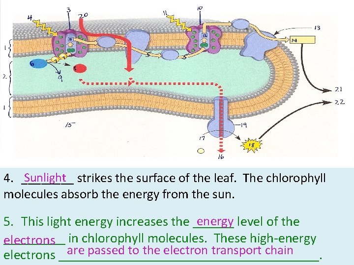 Sunlight 4. ____ strikes the surface of the leaf. The chlorophyll molecules absorb the Sunlight 4. ____ strikes the surface of the leaf. The chlorophyll molecules absorb the