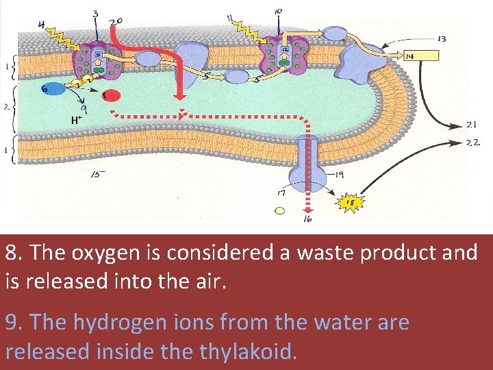 H+ 8. The oxygen is considered a waste product and is released into the H+ 8. The oxygen is considered a waste product and is released into the