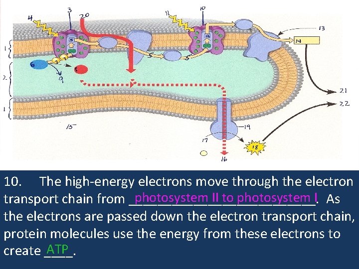 10. The high-energy electrons move through the electron photosystem II to photosystem I transport 10. The high-energy electrons move through the electron photosystem II to photosystem I transport