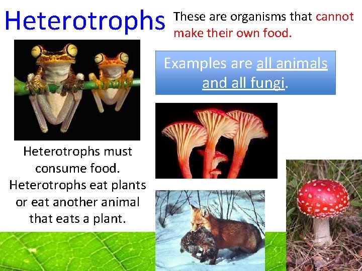 Heterotrophs These are organisms that cannot make their own food. Examples are all animals Heterotrophs These are organisms that cannot make their own food. Examples are all animals