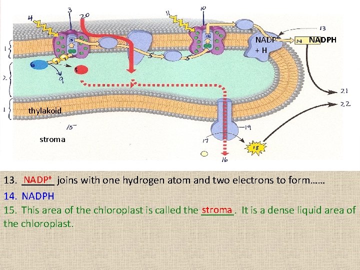NADP+ + H NADPH thylakoid stroma NADP+ 13. ______ joins with one hydrogen atom NADP+ + H NADPH thylakoid stroma NADP+ 13. ______ joins with one hydrogen atom