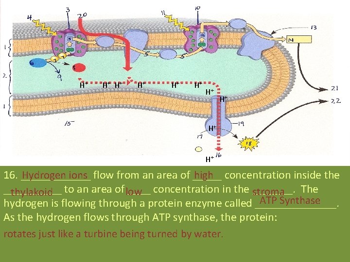 H+ H+ H+ Hydrogen ions high 16. ______ flow from an area of _____ H+ H+ H+ Hydrogen ions high 16. ______ flow from an area of _____