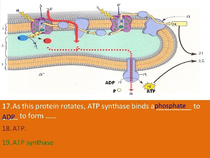 ADP P ATP phosphate 17. As this protein rotates, ATP synthase binds a _____ ADP P ATP phosphate 17. As this protein rotates, ATP synthase binds a _____