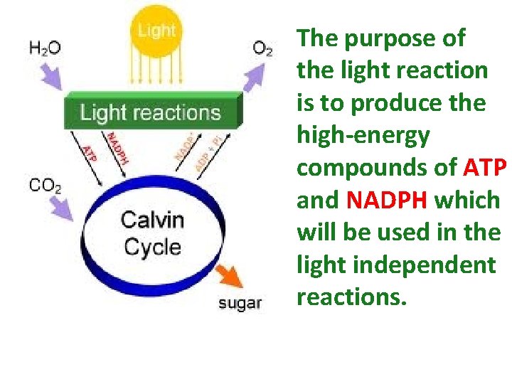 The purpose of the light reaction is to produce the high-energy compounds of ATP The purpose of the light reaction is to produce the high-energy compounds of ATP