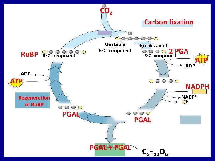 CO 2 Carbon fixation Ru. BP 5 -C compound Unstable 6 -C compound Breaks CO 2 Carbon fixation Ru. BP 5 -C compound Unstable 6 -C compound Breaks