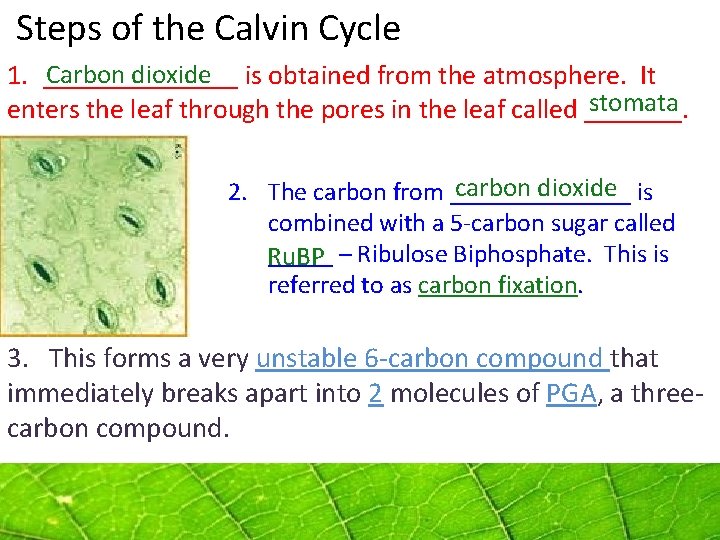 Steps of the Calvin Cycle Carbon dioxide 1. _______ is obtained from the Steps of the Calvin Cycle Carbon dioxide 1. _______ is obtained from the