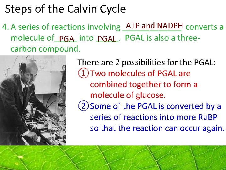 Steps of the Calvin Cycle ATP and NADPH 4. A series of reactions Steps of the Calvin Cycle ATP and NADPH 4. A series of reactions