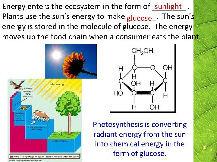 Energy enters the ecosystem in the form of ____. sunlight Plants use the sun’s Energy enters the ecosystem in the form of ____. sunlight Plants use the sun’s