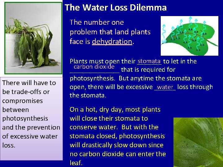 The Water Loss Dilemma The number one problem that land plants face is dehydration. The Water Loss Dilemma The number one problem that land plants face is dehydration.