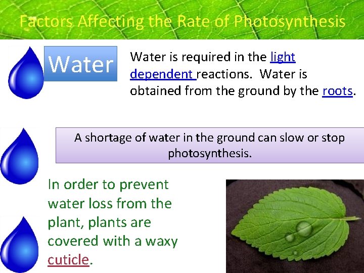 Factors Affecting the Rate of Photosynthesis Water is required in the light dependent reactions. Factors Affecting the Rate of Photosynthesis Water is required in the light dependent reactions.