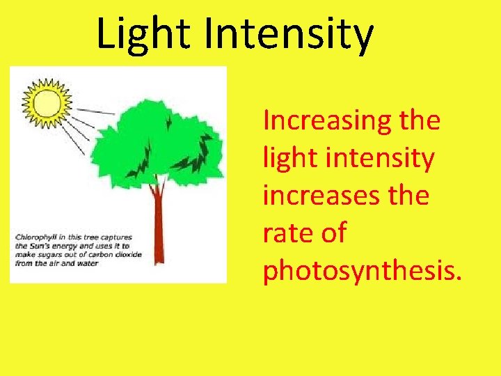 Light Intensity Increasing the light intensity increases the rate of photosynthesis. Light Intensity Increasing the light intensity increases the rate of photosynthesis.
