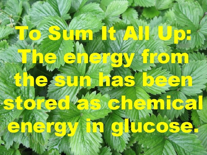 To Sum It All Up: The energy from the sun has been stored as To Sum It All Up: The energy from the sun has been stored as