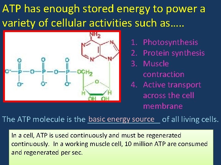ATP has enough stored energy to power a variety of cellular activities such as…. ATP has enough stored energy to power a variety of cellular activities such as….