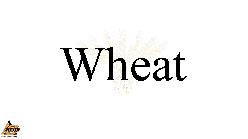 Wheat 