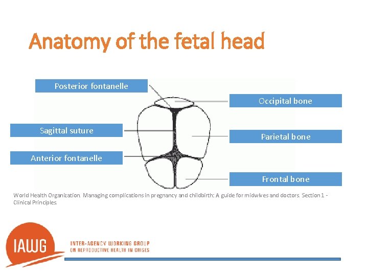 Anatomy of the fetal head Posterior fontanelle Occipital bone Sagittal suture Parietal bone Anterior