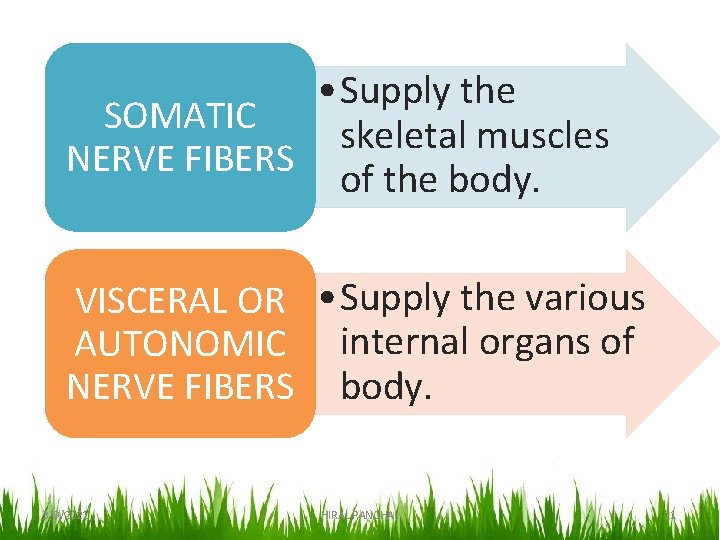  • Supply the SOMATIC skeletal muscles NERVE FIBERS of the body. VISCERAL OR