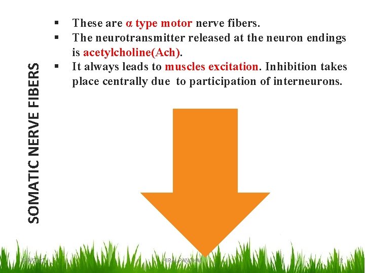 SOMATIC NERVE FIBERS § § 3/9/2021 § These are α type motor nerve fibers.