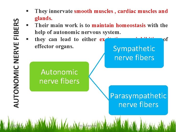 AUTONOMIC NERVE FIBERS § 3/9/2021 § § They innervate smooth muscles , cardiac muscles