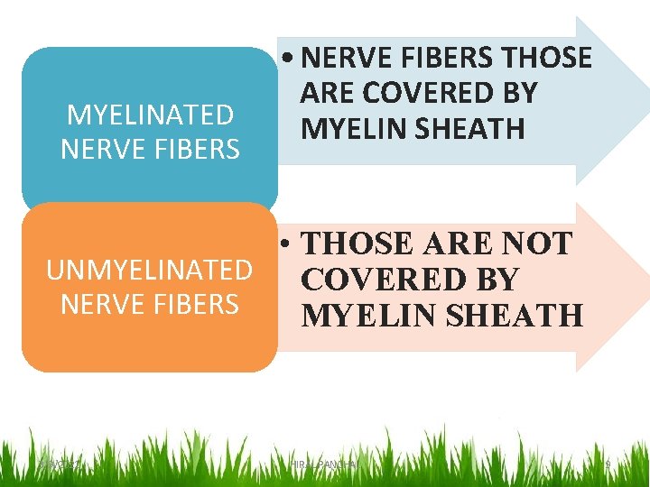 MYELINATED NERVE FIBERS • NERVE FIBERS THOSE ARE COVERED BY MYELIN SHEATH • THOSE