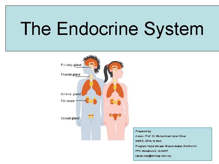 The Endocrine System Prepared by Assoc. Prof Dr Mohammad Iqbal Omar MBBS, DRM, M