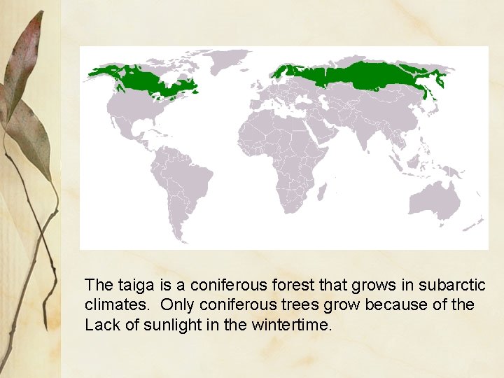 The taiga is a coniferous forest that grows in subarctic climates. Only coniferous trees