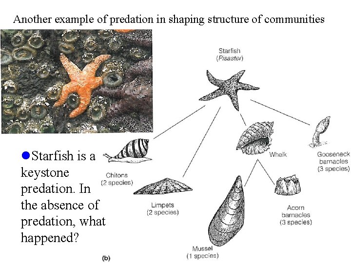 Another example of predation in shaping structure of communities l. Starfish is a keystone