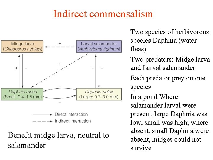 Indirect commensalism Benefit midge larva, neutral to salamander Two species of herbivorous species Daphnia