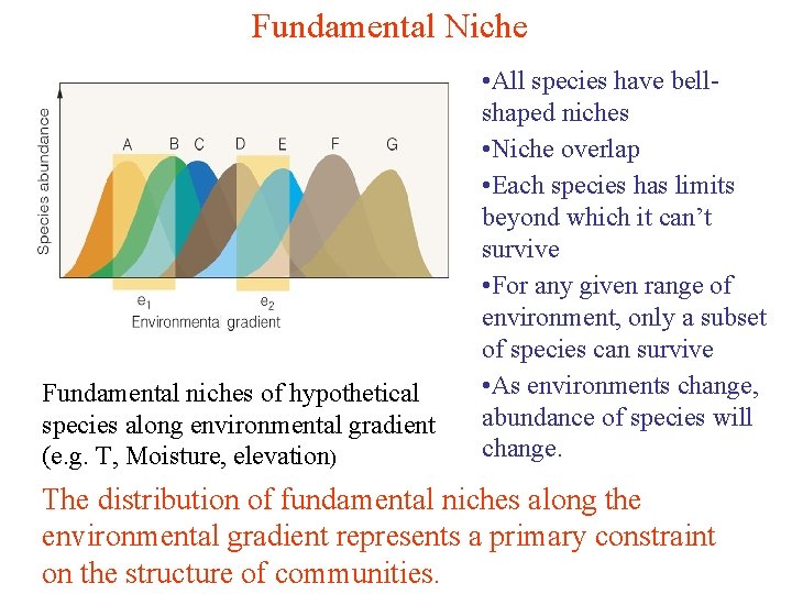 Fundamental Niche Fundamental niches of hypothetical species along environmental gradient (e. g. T, Moisture,