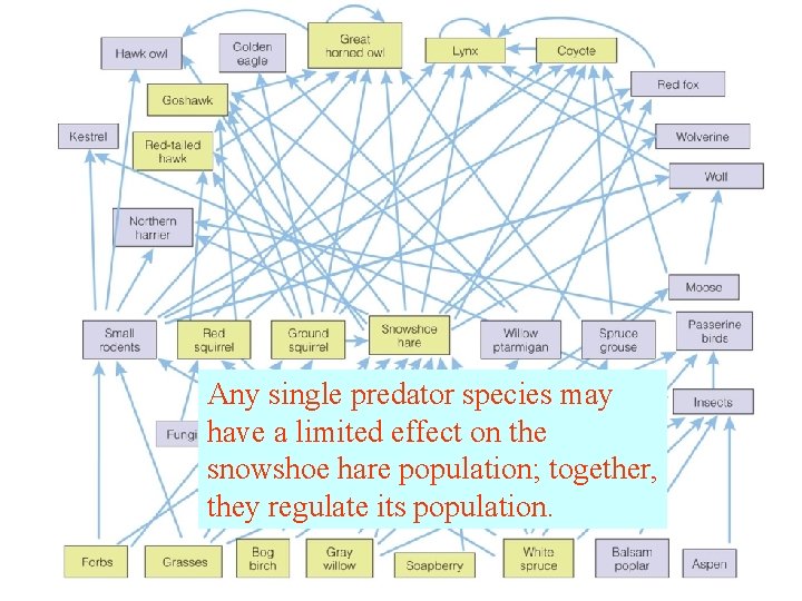 Any single predator species may have a limited effect on the snowshoe hare population;