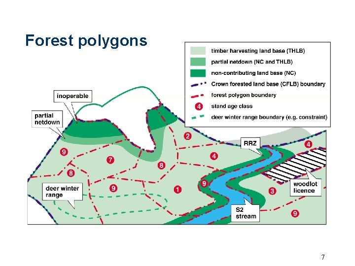 Forest polygons 7 