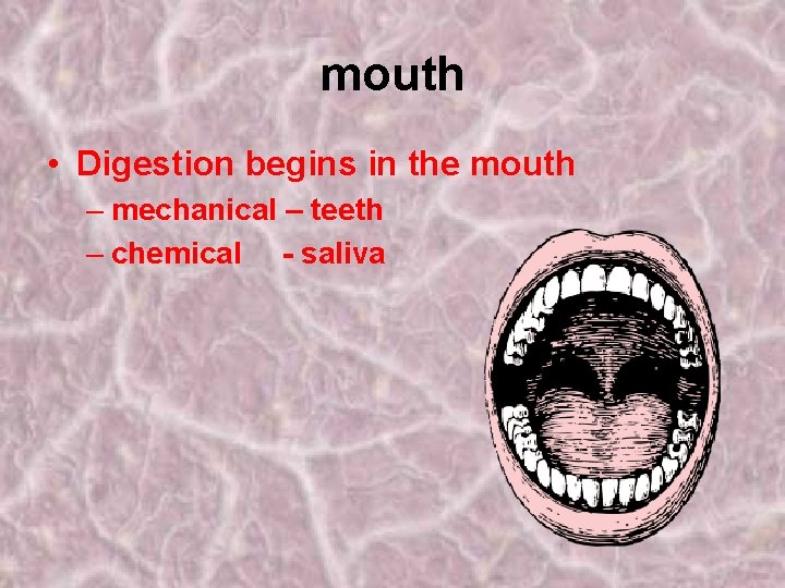 mouth • Digestion begins in the mouth – mechanical – teeth – chemical -