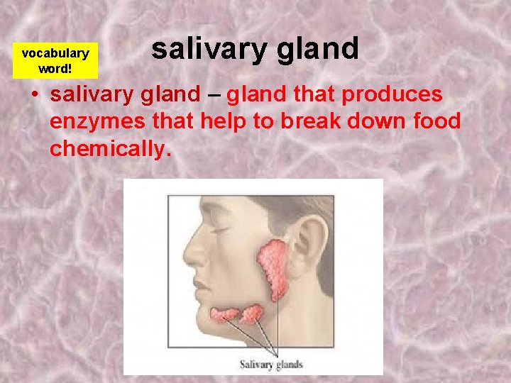 vocabulary word! salivary gland • salivary gland – gland that produces enzymes that help