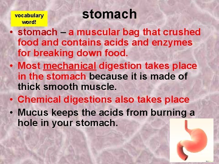 vocabulary word! stomach • stomach – a muscular bag that crushed food and contains