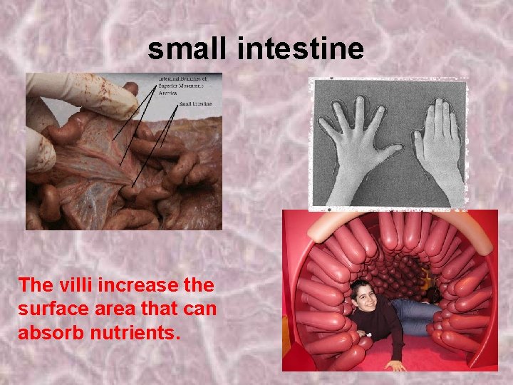 small intestine The villi increase the surface area that can absorb nutrients. 