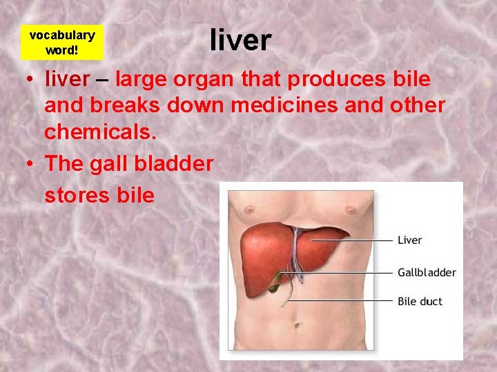 vocabulary word! liver • liver – large organ that produces bile and breaks down