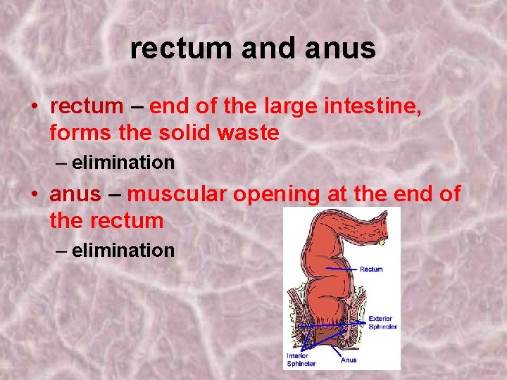 rectum and anus • rectum – end of the large intestine, forms the solid