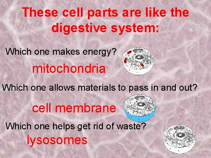 These cell parts are like the digestive system: Which one makes energy? mitochondria Which