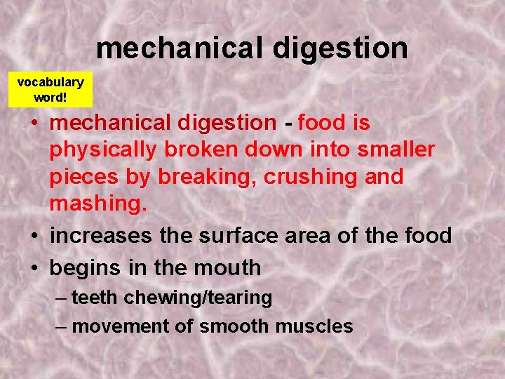 mechanical digestion vocabulary word! • mechanical digestion - food is physically broken down into