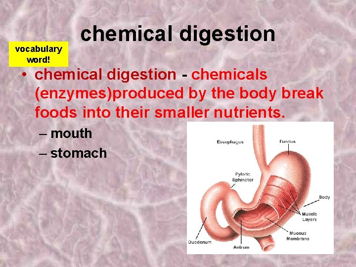 vocabulary word! chemical digestion • chemical digestion - chemicals (enzymes)produced by the body break