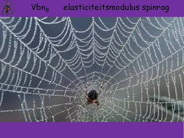 Vbn 8 elasticiteitsmodulus spinrag Wetenschappers die de sterkte van spinnendraad hebben getest waren in