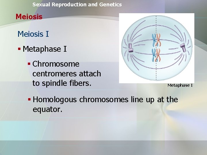 Sexual Reproduction and Genetics Meiosis I § Metaphase I § Chromosome centromeres attach to