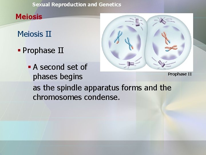 Sexual Reproduction and Genetics Meiosis II § Prophase II § A second set of