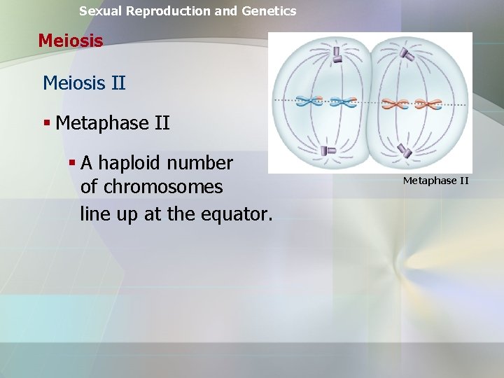 Sexual Reproduction and Genetics Meiosis II § Metaphase II § A haploid number of