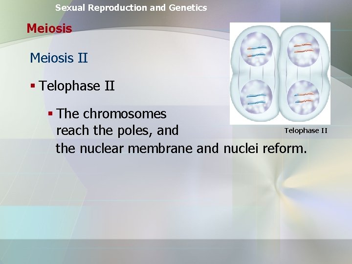 Sexual Reproduction and Genetics Meiosis II § Telophase II § The chromosomes Telophase II