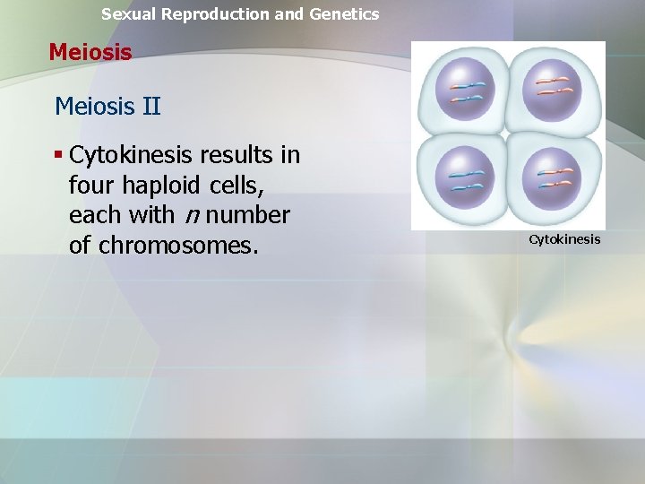 Sexual Reproduction and Genetics Meiosis II § Cytokinesis results in four haploid cells, each