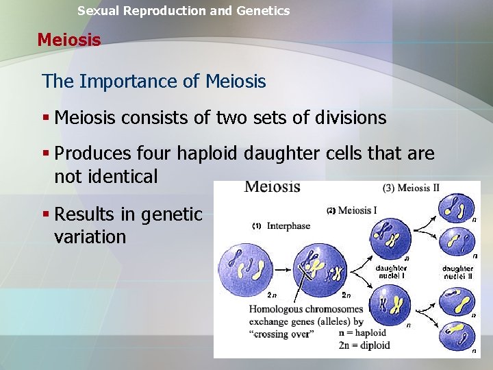 Sexual Reproduction and Genetics Meiosis The Importance of Meiosis § Meiosis consists of two