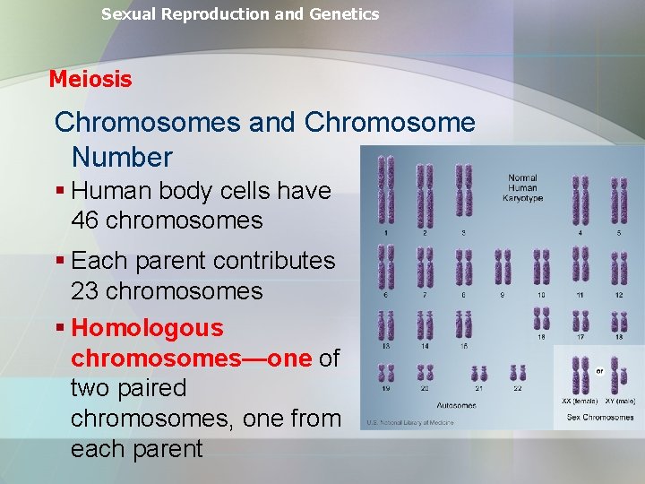 Sexual Reproduction and Genetics Meiosis Chromosomes and Chromosome Number § Human body cells have